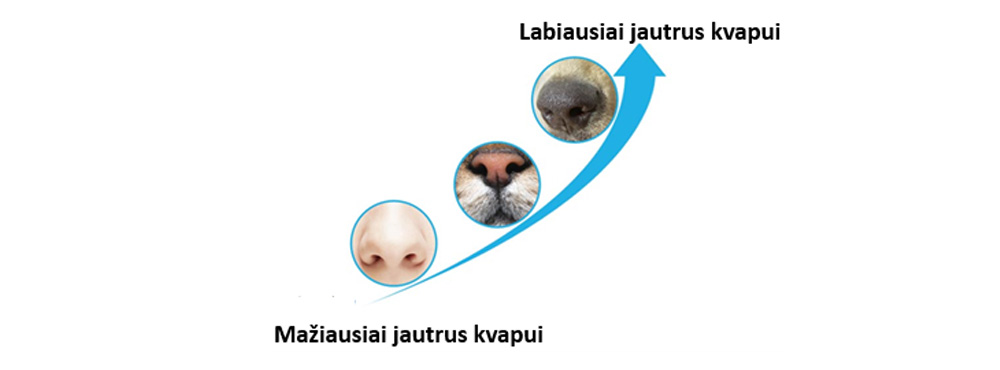 kvepiantis-maistas-katems